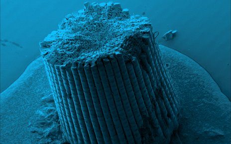 Sea Urchin Spine Structure Inspires Idea for Concrete